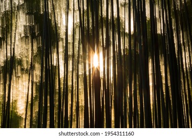 Abstract Interpretation Of Arashiyama Bamboo Grove In Kyoto