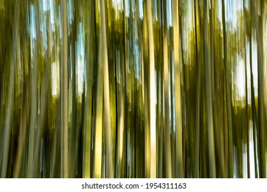 Abstract Interpretation Of Arashiyama Bamboo Grove In Kyoto