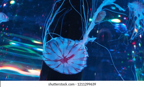 Abstract Jelly Fish 