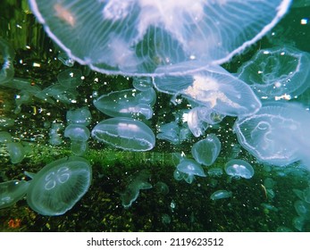 Abstract Jellyfish View For Design