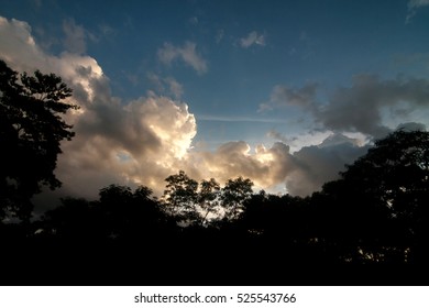 Abstract Landscape Cloudy Day In Warm Light Over Sillhouette Trees