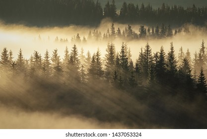 Abstract landscape with fog in the forest on a morning day in the mountains - Powered by Shutterstock