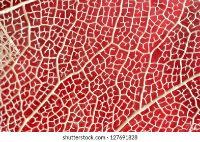abstract leaf structure close-up