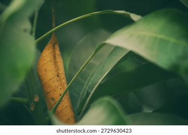 Abstract Leaf Texture Representing Damaged Human Skin Cells For Disease Awareness Campaigns And Medical Research Visuals