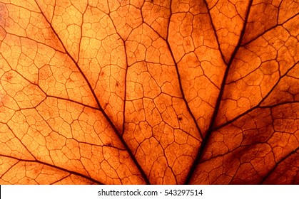 Abstract leaf veins