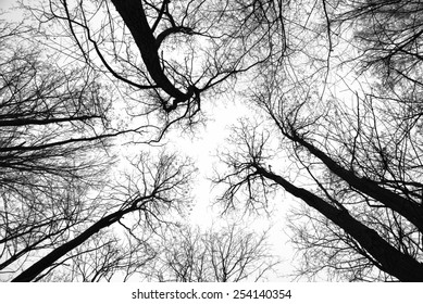Abstract leafless tree trunks and branches with a pale eerie sky behind