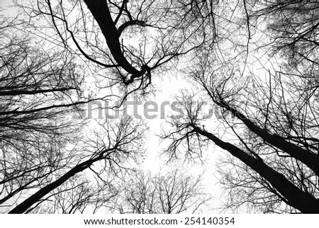 Abstract leafless tree trunks and branches with a pale eerie sky behind