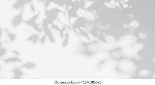 Abstract Leaves Shadow Background. Natural Leaves Tree Branch Shadows And Sunlight Dappled On White Concrete Wall Texture In Garden For Background And Wallpaper 
