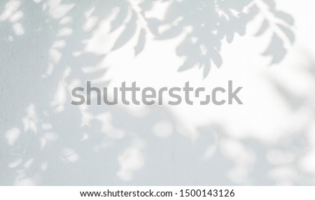 Abstract leaves shadow background, natural leaves tree branch on white concrete wall texture for background and wallpaper, black and white, monochrome,  nature art shadow on wall