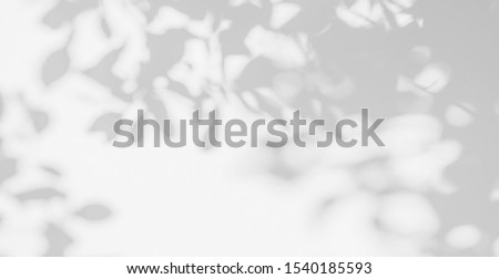 Abstract leaves shadow background. Natural leaves tree branch shadows and sunlight dappled on white concrete wall texture in garden for background and wallpaper 