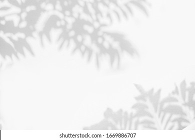 Abstract Leaves Shadow Branch Of Tree Background On White Concrete Wall Texture , Black And White, Monochrome, Nature Shadow Art On Wall
