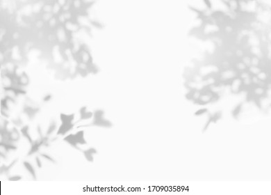 Abstract leaves shadow gray background, natural leaves tree  falling on white concrete wall texture for background and wallpaper, black and white, monochrome, nature art on wall - Powered by Shutterstock