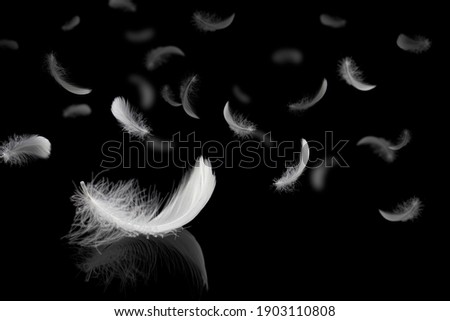 Abstract. Light fluffy a white feathers falling down in the dark. banner. plumage logo. black background