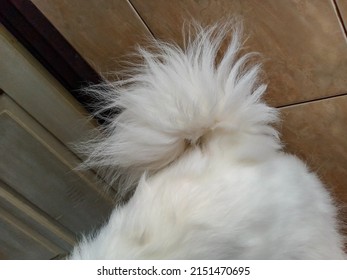 15,725 Dog feather Images, Stock Photos & Vectors | Shutterstock