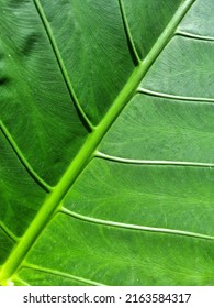 Abstract Line And Texture Of Green Leaf Of Giant Elephant Ear Plant.