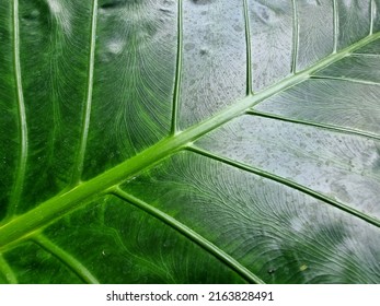 Abstract Line And Texture Of Green Leaf Of Giant Elephant Ear Plant.