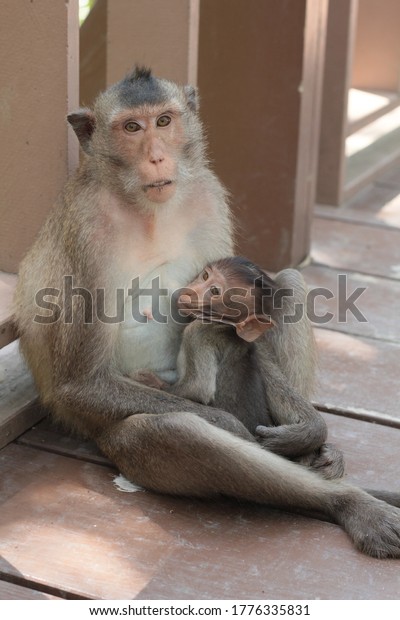 Abstract Little Brown Baby Monkey Stay Stock Photo Edit Now