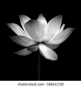 Fleur Lotus Noir Et Blanc Hd Stock Images Shutterstock