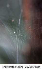 Abstract macro of a apiderweb with multiple colors in background