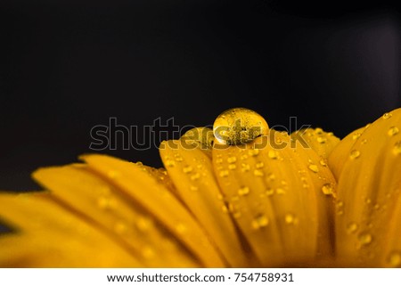 Similar – Raindrops on a daylily