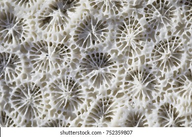 Abstract macro background. Biological texture of natural sea coral. Water fauna macro background. Abstract natural texture. 