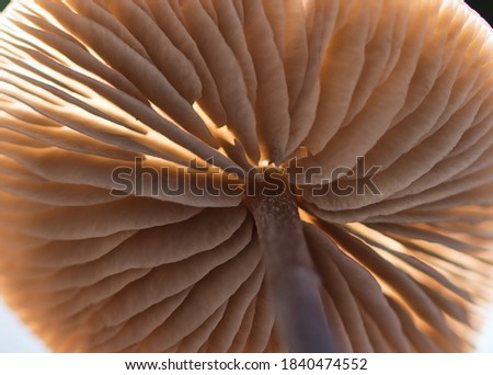 Similar – Image, Stock Photo View through a lamella curtain