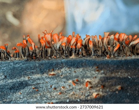 Abstract macro close-up of tiny orange fungal growth or slime mold forming a natural pattern on a decaying surface. This image highlights organic texture, micro nature details, and unique natural formations. Ideal for concepts related to fungi, decomposition, biodiversity, abstract nature backgrounds, science, and environmental studies.
