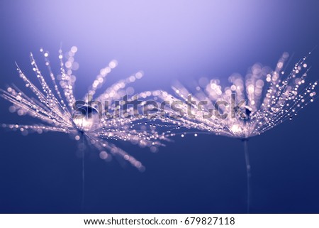 Abstract macro of a dandelion. Water drops on a dandelion. Sparkling dandelion fluff.