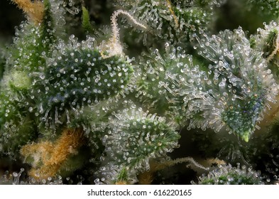 Abstract macro detail of cannabis bud (green crack marijuana strain) with visible hairs and trichomes 