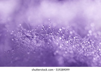 Abstract : Macro Droplet on fur and wool, textured                                       