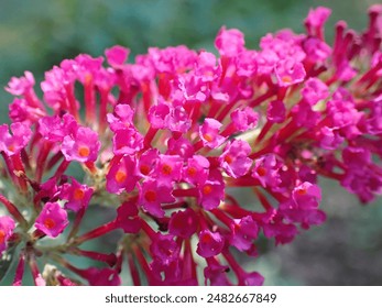 Abstractas macro flores arbusto