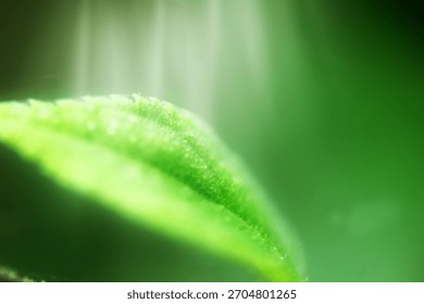 Abstract macro green leaf texture with glowing sunlight rays for organic ecology background template.
