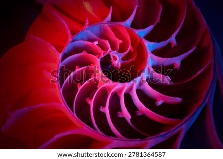 Abstract macro of nautilus shell spiral with vivid magenta and blue lighting, strong geometric pattern and texture, dark background.