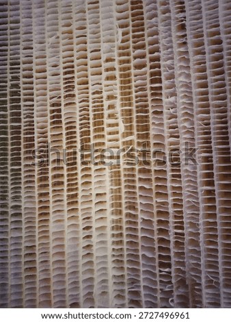Abstract macro of organic grid texture banana tree. Unique repetitive pattern for artistic backgrounds and industrial design inspiration. #AbstractMacro #TextureDesign #GridPattern #OrganicArt #Detail #Minimalist