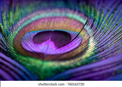 Abstract macro peacock feather, blur, multicolored exotic bird