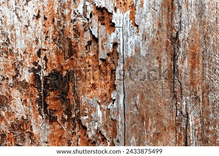 An abstract macro perspective capturing the fascinating textures of a decayed and lifeless tree trunk. Nature's artistry in decay.