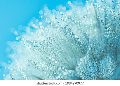 Abstract macro photo dandelion flower seeds with water drops background. closeup with soft focus for desktop. pastel blue tones. Print for Wallpaper. Floral fantasy design.Beautiful Nature.
