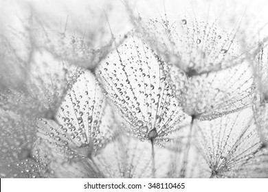 Abstract macro photo of dandelion seeds with water drops - Powered by Shutterstock