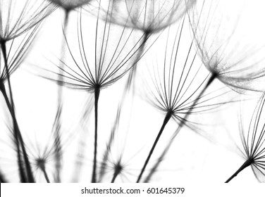 Abstract macro photo of dandelion seeds. Shallow focus. - Powered by Shutterstock