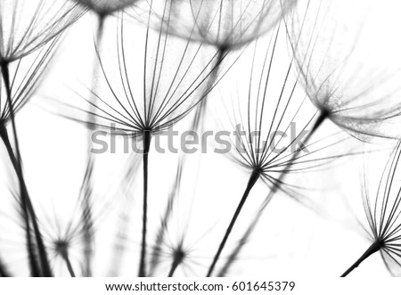 Abstract macro photo of dandelion seeds. Shallow focus.
