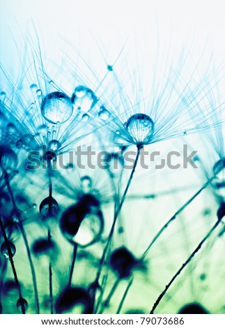 Abstract macro photo of dandelion seeds with water drops.