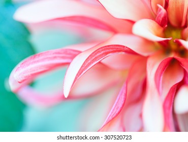 Abstraktes Makrofoto einer Blume mit geringer Feldtiefe. Natürlicher Hintergrund.