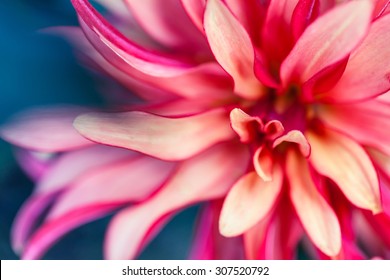 Abstraktes Makrofoto einer Blume mit geringer Feldtiefe. Natürlicher Hintergrund.