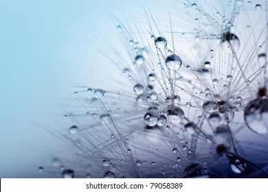 Abstract macro photo of plant seeds with water drops. - Powered by Shutterstock