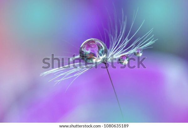 Abstract Macro Photography Dandelion Water Dropsartistic Stock