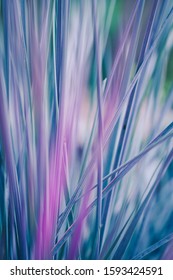 Abstract macro shot of green and purple grass. Creative photo background of nature.