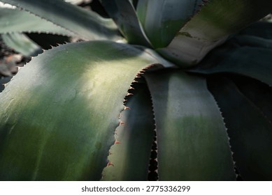 Abstract macro of succulent leaves with sharp edges and soft light texture. flower exhibition Flora Olomouc, Czech Republic - April 25, 2026