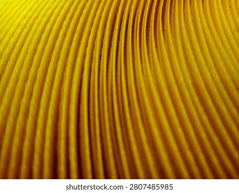 Abstract macro texture of coiled bright yellow nylon rope lines