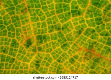Abstract macro texture of a leaf's cellular structure. This backlit extreme detail shows the network of yellow veins contrasting with the green cells, a beautiful biological pattern