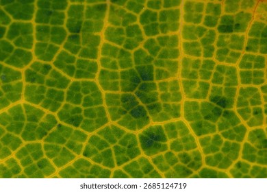 Abstract macro texture of a leaf's cellular structure. This backlit extreme detail shows the network of yellow veins contrasting with the green cells, a beautiful biological pattern - Powered by Shutterstock - Get 15% off with code: PIKWIZARD15